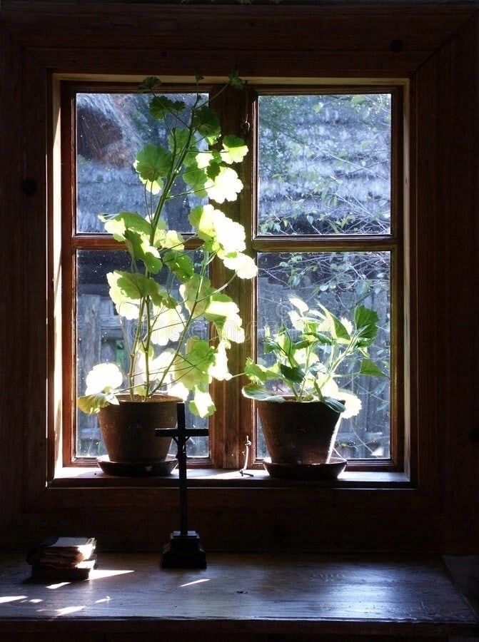 نور طبیعی کنار پنجره برای گیاه